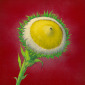 Earthly Delights Sun Flower No. 2
