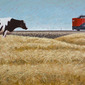 Colville's Cow