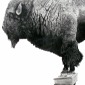 Bitter Buffalo