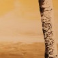 Yellow Birch
