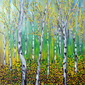 Birch forest