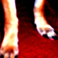 Mister paws
