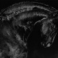 Black Horse