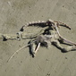 Cat Skeleton