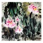 WATER LILY
