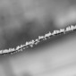 snowflakes on a wire