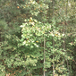 The Sun and the Trees and the Fall Wind (Green), 3