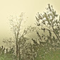 Summer Gold, 2