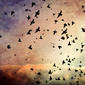 The Flock