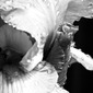 Birth