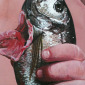 wolfsmädchen (detail)