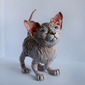 Sphynx