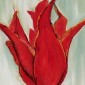 Tulip 'Aladin'