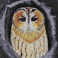 Die Rote Morpfe (Waldkautz)