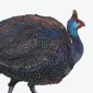 Helmeted Guinea Fowl