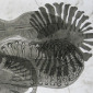 DIATOMS