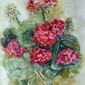 Geranium Fresco
