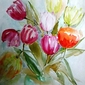 My Tulips