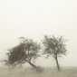 Derbyshire Mist Series Nine