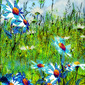 Blue Marguerites