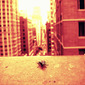 Fly