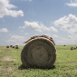 Roll in the Hay