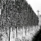 country road