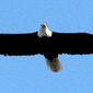Flying High
