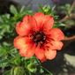 Garden Flower 1