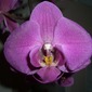 Leopard Head Yellow Purple Orchid