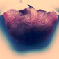 Persimmon 