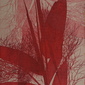 Red Bamboo