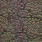 Jungle Topography