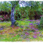 The Glade