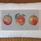 apples