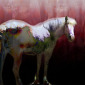 A Horse Called Chicago