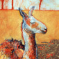 Llama