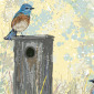 Bluebirds Digital Painting