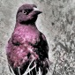 Wild Bird