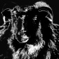 Black Goat