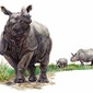 Rhinoceros