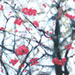 Peach Blossom
