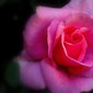 pink rose