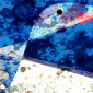 Tern, St Abbs Head - Detail