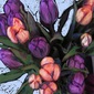 Tulips Day One