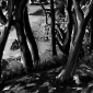 The Trees