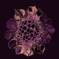 The Miracle flower