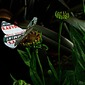 Lepidoptera