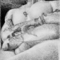 Tattoos
