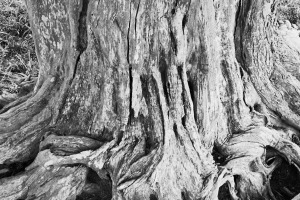 Jan Traylen Photography